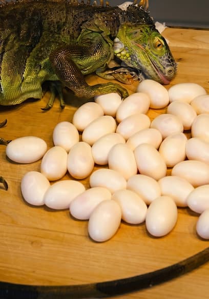 S01:E03 - Eating Iguana Eggs poster