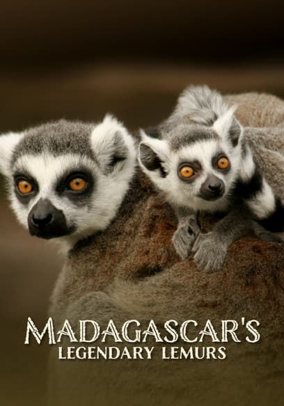 Madagascar's Legendary Lemurs