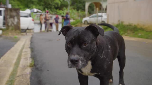 S01:E05 - Los cachorros rescatistas de Puerto Rico