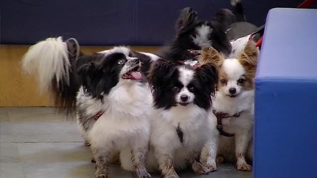 S04:E04 - Cookie, Guinness, and Max