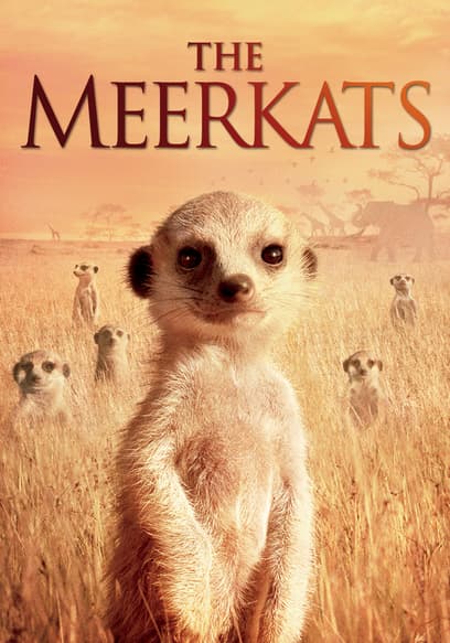 Meerkat Manor: The Story Begins