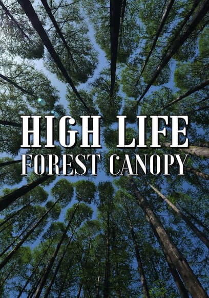 High Life: Forest Canopy