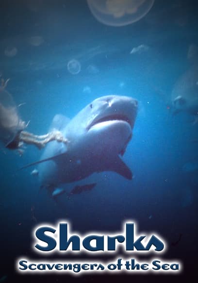 Sharks: Scavengers of the Sea