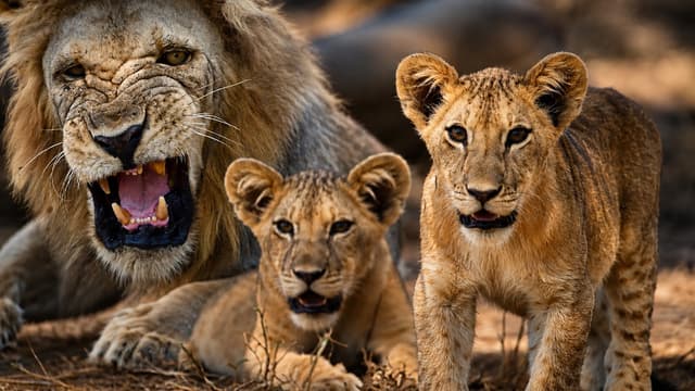 S01:E06 - Playing With Wild Lion Cubs