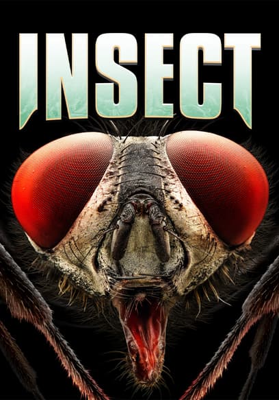 Insect