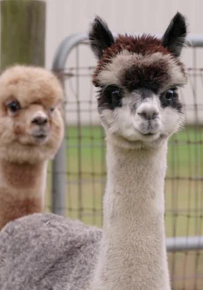 S06:E02 - Alpaca-Lypse poster