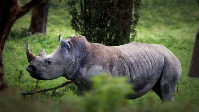 T01:C04 - S01:E04 - Herbívoros