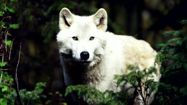 S01:E03 - White Wolf of Newfoundland