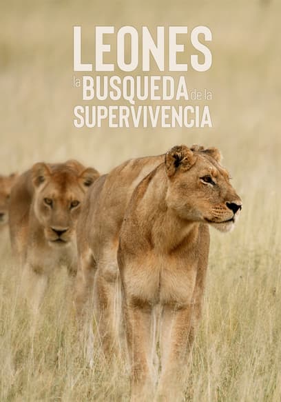 Leones: La Busqueda De La Supervivencia (Doblado)