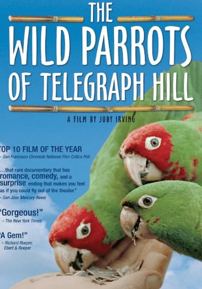 The Wild Parrots of Telegraph Hill