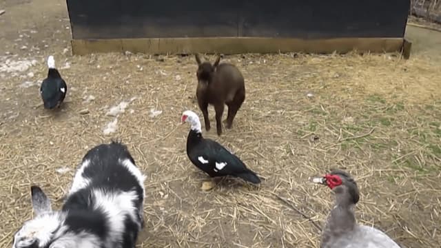 S01:E16 - Lord of the Dragon Flies