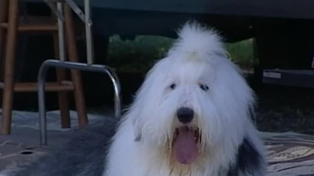 S01:E04 - Old English Sheep Dogs