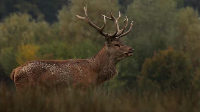 S01:E02 - Forests in the Mist (Les Vosges)