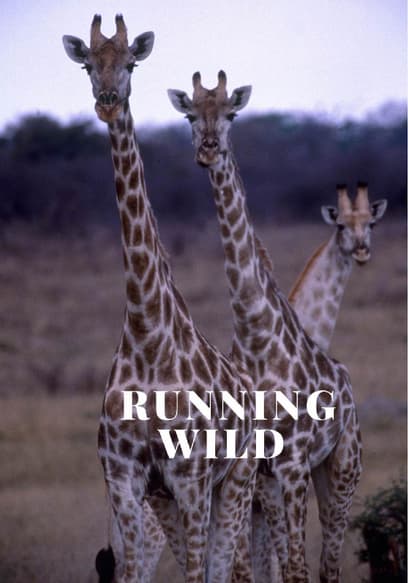 Running Wild poster