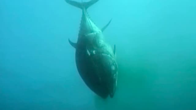 S01:É02 - S01:E02 - Blue FinII