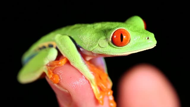 S01:E12 - Famous Frogs