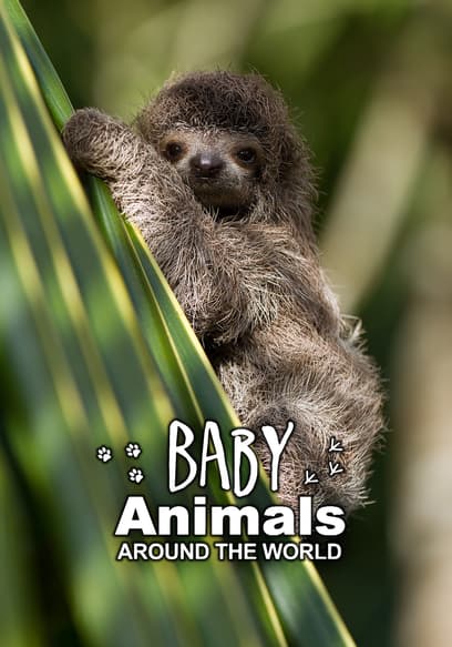 Baby Animals Around the World poster