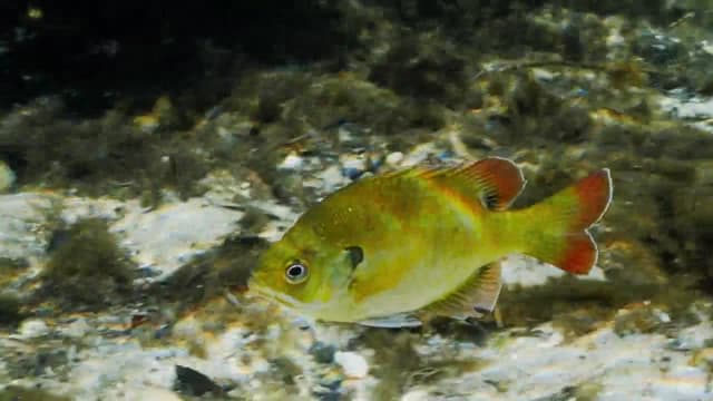 S01:E07 - Running the Gauntlet