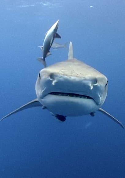 S01:E04 - Tiger Sharks + Night Diving With Sharks poster
