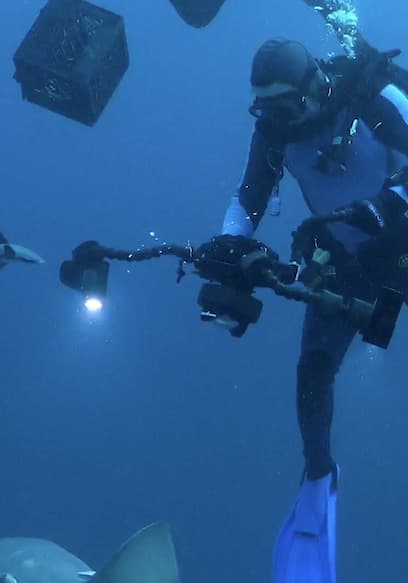 S01:E01 - Bull Shark Diving Trip Off the Florida Coast poster