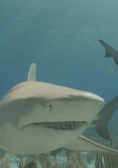 S01:E06 - Shark Biology poster