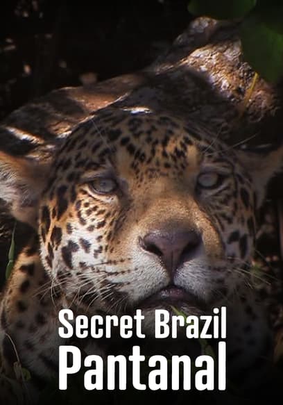 S01:E01 - Underwater Jewels of Pantanal