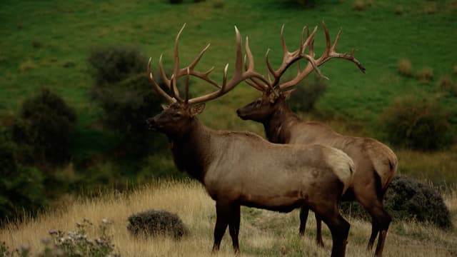 S16:E14 - A Hunters Day: Elk