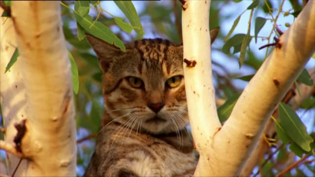 S01:E04 - Feral Invaders