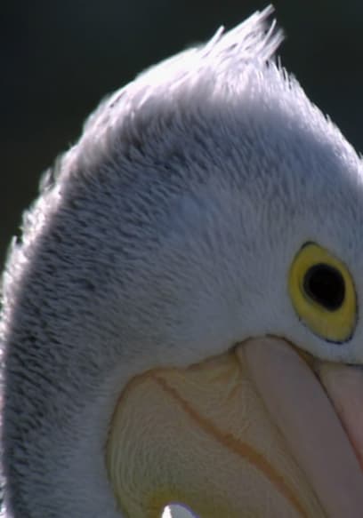 S01:E17 - Pelican poster