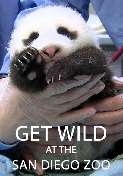 Get Wild (Doblado)