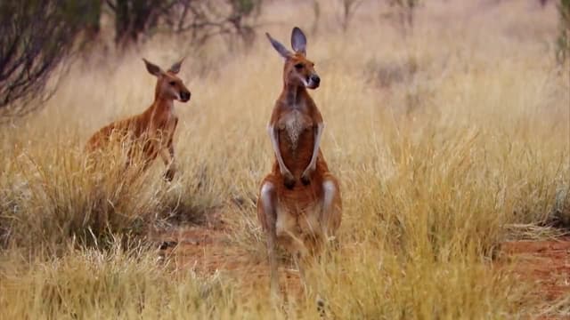S01:E06 - Flinders Ranges