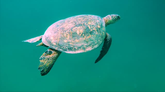 S02:E10 - In Search for Sea Creatures