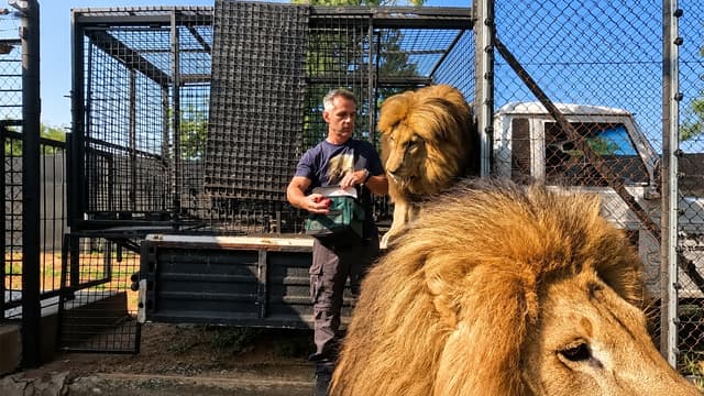 S01:E01 - Worked With Lions For 27 Years - Never Seen This Before...
