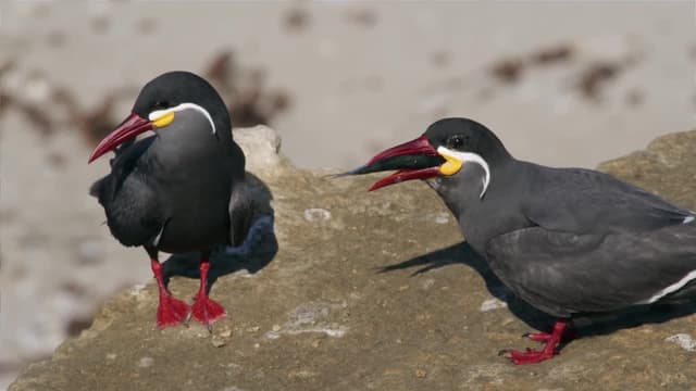 S01:E03 - La llegada