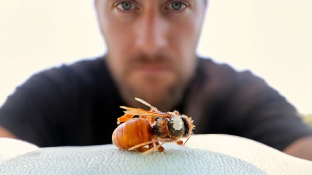 S01:E03 - I Killed the Queen to Save the Hive 2