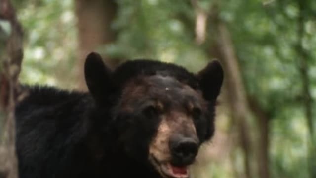 S01:E107 - Swamp Bear (Pt. 1)