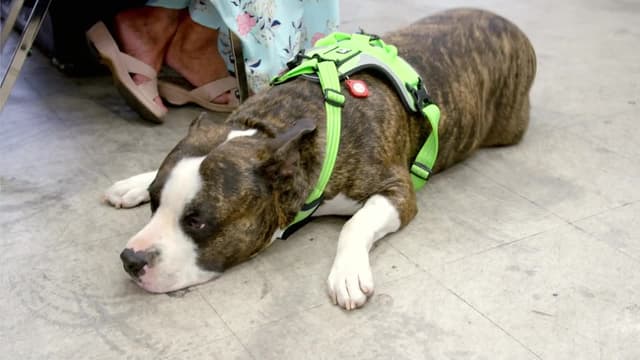 S01:E04 - Mangos and Medical Dogs!