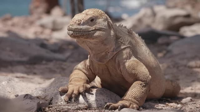 S01:E01 - Conservation in Practice