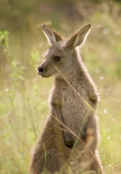 S01:E03 - Koala Country poster