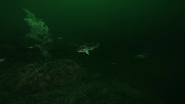 S01:E02 - Life in Dark Water