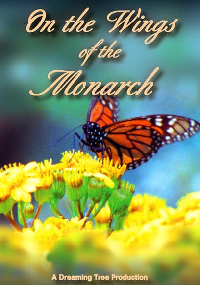 On the Wings of the Monarch