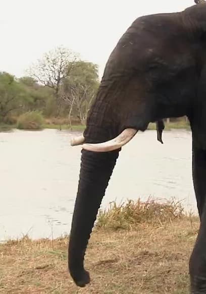 S01:E19 - Jabulani Elephant Guide poster