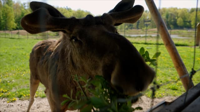 S05:E02 - Swedish Wild Boar