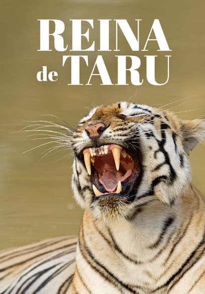 Reina De Taru (Doblado)