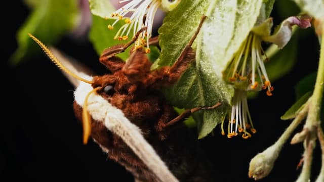 S01:E19 - Weirdest Creatures on Earth: Animals That Eat, Freak, and Amaze Compilation