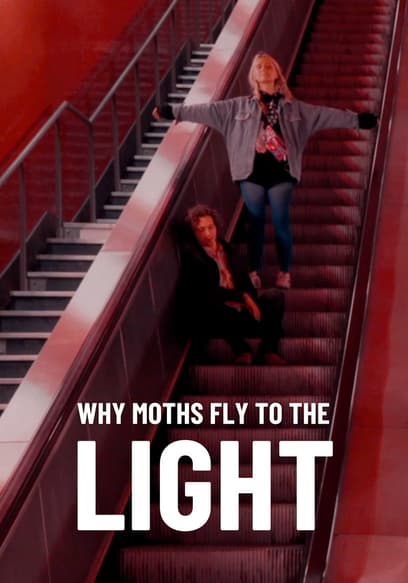 Why Moths Fly to the Light?