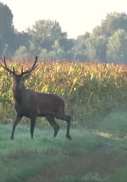 S01:E11 - Hunting Roaring Red Stags in Hungary poster