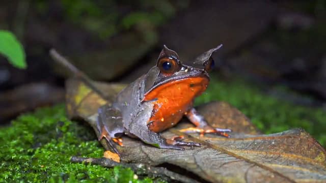 S01:E14 - The Weirdest Truths About Nature: Missing Organs, Giant Tortoises, and Ship-Sinking Clams