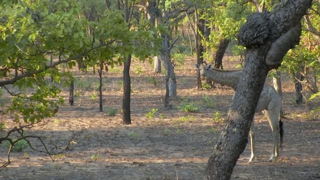 S02:E03 - Bats of Malawi