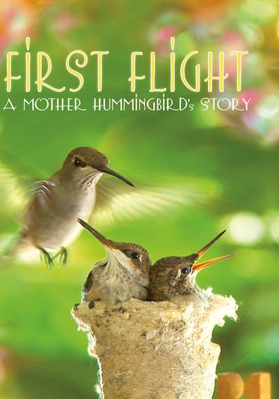 First Flight: A Mother Hummingbird's Story